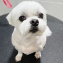 코아루 애견 이미지