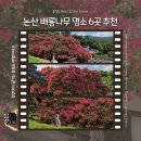 노성로 | 충남 논산 드라이브코스 뚜벅이 여행 2026년 배롱나무 명소 6곳 모음