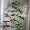 산혜님, 용담 잘 도착했습니다.^^ 이미지
