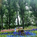 보강천 미루나무숲 | [충청북도 증평군] 보강천 미루나무숲 후기