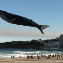 난다고래 이미지