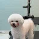 황실 애견미용 살롱 이미지