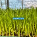 주안농장 이미지