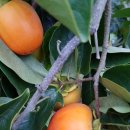 안곡농장2 이미지