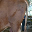 오대목장한우 이미지