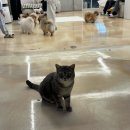 라이크펫 | 광주 신촌동 애견카페 라이크펫 후기 1층은 강아지 2층은 고양이