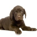 강아지집 이미지