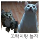 한국에프디 | <고양이 간식> 동물사랑APS 에프디 트릿 프리미엄 체험후기!