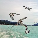 오호대장 날랜 장사 전무후무 제갈량과 이미지