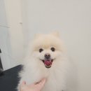 애견미용실 이미지