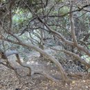 백록정궁도장 이미지