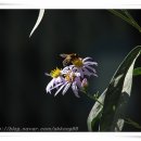 영서초등학교 이미지