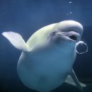 벨루가 이미지