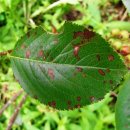 아로니아열매 애벌레 똥 배설하는 심식충 주범은 복숭아순나방(Oriental fruit moth)피해-낙과 원인 이미지