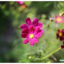 코스모스PC 이미지