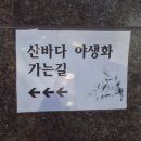 산바다야생화