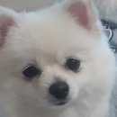 화니오기 펫살롱 이미지