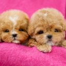 디디펫 수원강아지분양 이미지