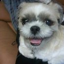 방긋웃개 이미지