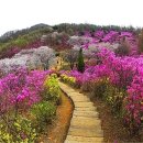 부천꽃