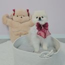 포인트독 | 양산강아지미용 알로페시아관리 라이크어독 위생 미용 후기