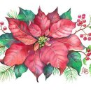 크리스마스의 꽃이 된 포인세티아 이미지