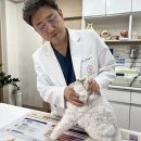 바른동물병원 | 황학동 동물병원 노령묘 수명 연장을 위한 연령별 관리법