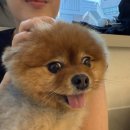 멍돌핀 이미지