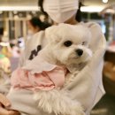 서울 플리마켓, 샵바이×헤이마켓에 다녀왔어요!