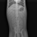 파주365동물의료센터 이미지