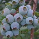 자현당한옥스테이 이미지