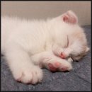 노원-현장-1354 | 부산고양이분양 노르웨이숲 장모종분양