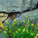 배내무등골길 이미지