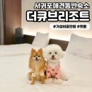 더 펫 애견샾 | [더큐브리조트] 가성비 좋은 제주 서귀포애견동반숙소 펫룸에서 1박2일 머무른 후기