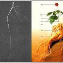[서평]교양으로 읽는 인삼이야기 이미지