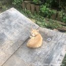 화정한우정육점 이미지