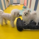 부천애견호텔 멍미텔 이미지