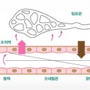 다리부종 이미지