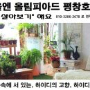 올림피아드평창호텔