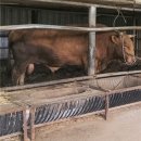 용암농장 이미지