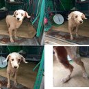 시전초등학교 이미지