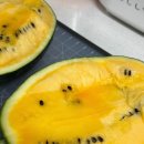블랙수박 후기 | 달콤한 블랙망고수박, 여름 제철과일 추천