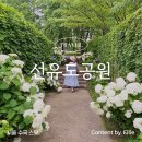 [수국명소] 잘 안 알려진 서울 수국스팟 선유도공원 수국 실시간 개화현황