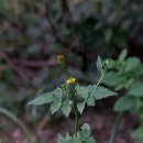 잎나물(葉) (29) 도깨비바늘(鬼針草/Bidens bipinnata) 이미지