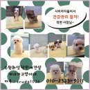 개네가고양이네