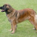 도그레온 이미지