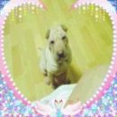 절세미견 이미지