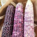 금당골농장 이미지