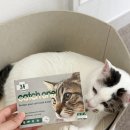 바른동물약국 | 고양이심장사상충 캐치원 약국 심장사상충약 바르는방법 (가격, 주기, 구매처)