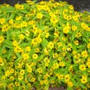 쌀집아저씨 이미지